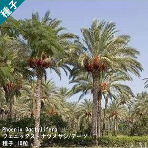 観葉植物 種子 種 Phoenix Dactylifera フェニックス ナツメヤシ デーツ ドライフルーツ ヤシ科 種子10粒の画像1