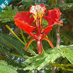 種子 種 Delonix Regia デロニクス レジア 世界三大花木 鳳凰木 ホウオウボク 　 種子10粒