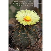 観葉植物 サボテン 種子 種 アストロフィツム カプリコーン Astrophytum Capricorne 大鳳玉 山羊の角 10粒_画像5