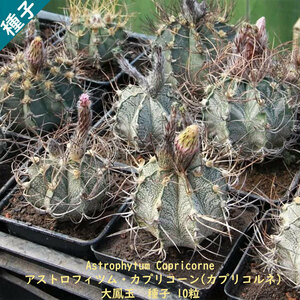 観葉植物 サボテン 種子 種 アストロフィツム カプリコーン Astrophytum Capricorne 大鳳玉 山羊の角 10粒