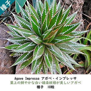 多肉植物 種子 種 アガベ インプレッサ Agave Impressa ツルボラン科 リュウゼツラン属 線条紋様 種子10粒