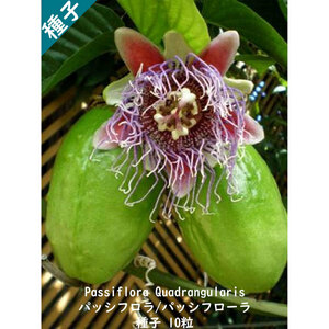 種子 種 Passiflora Quadrangularis パッシフローラ オオナガミノクダモノ パッションフルーツ 時計草 種子　10粒