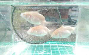 [.] self .na ruby no golgfish approximately 3.5cm~4cm rom and rear (before and after) 3 pcs ( short ... equipped )