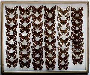蝶標本　国産　 オオイチモンジ Limenitis populi jezoensis 　 コレクション　 研究用 　大型ドイツ箱 　野外採集品