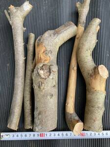 希少　２０２４年５月採取　ツツジ　枯れ木　ヤマツツジ　ツツジ材　枯れ材　虫食いあり