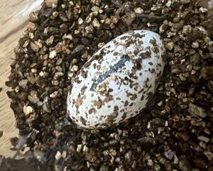  leopard mon lizard mo when have . egg 1 piece #2* meal for as 