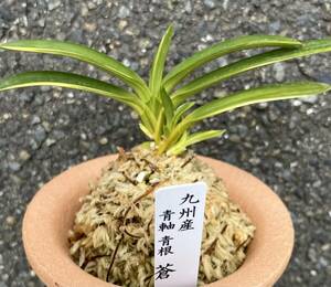 富貴蘭　宮崎県産青軸青軸【蒼】伝統園芸　東洋蘭　斑入り山野草《富貴蘭を楽しんで)