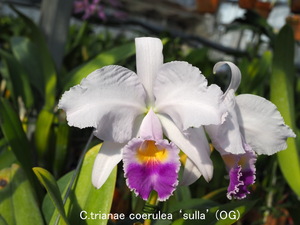 ★洋蘭★原種★カトレアC.trianae coerulea ‘sulla’X coerulea 'Turquesa'シブリング苗３株の出品