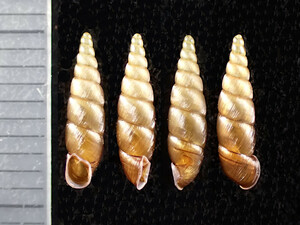 *. specimen * raw . specimen * shell *nise flea gi cell ① single goods 