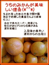 os現地中島郵便局より発送！！超特価！！愛媛県中島産カラマンダリンおつとめ品箱込10㎏(賞味9㌔+保証量0.5㌔)産地直送②_画像4