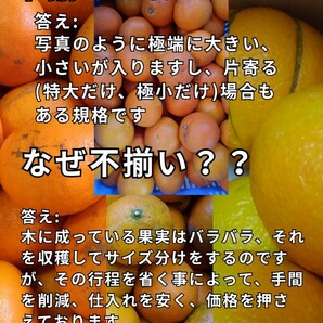 fm愛媛県産河内晩柑箱込10㎏(賞味9.5㌔)家庭用サイズ不揃い・産地直送 ①の画像4