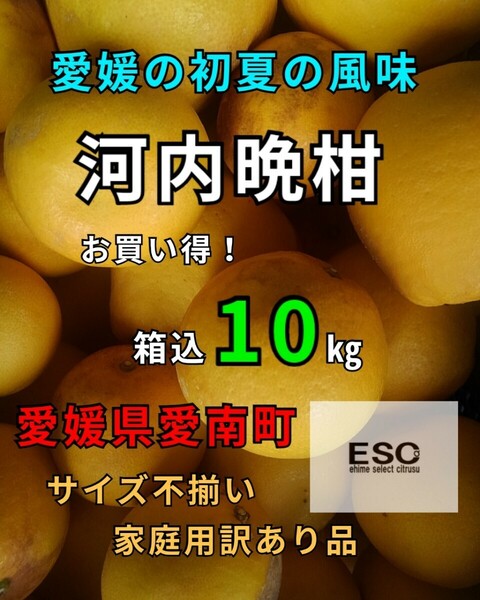 送料込！！愛媛県産河内晩柑箱込10㎏(賞味9.5㌔)家庭用サイズ不揃い・産地直送 ①