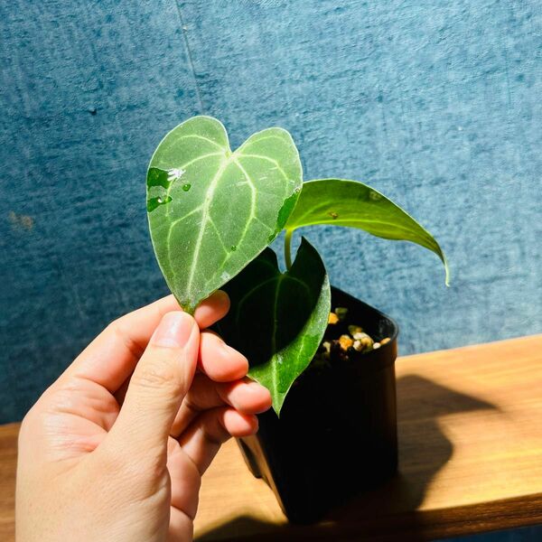 Anthurium sp. クリスタリナム？　抜き苗発送