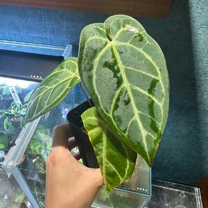 Anthurium black velvet アンスリウム ブラックベルベット