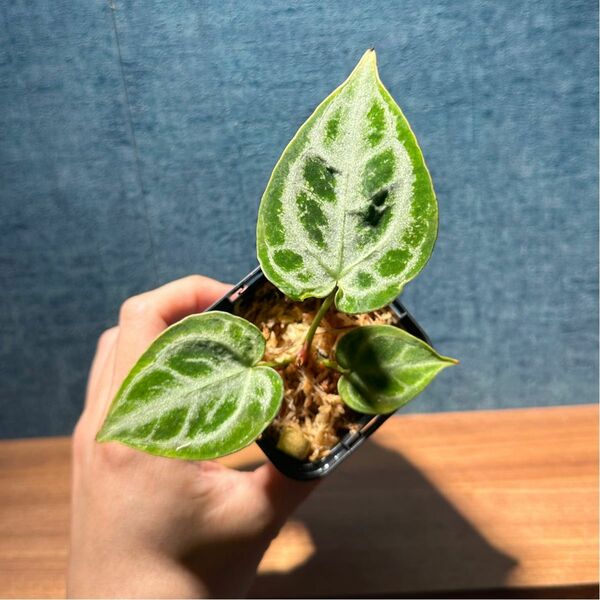 Anthurium crystalinum アンスリウム クリスタリナム　抜き苗発送