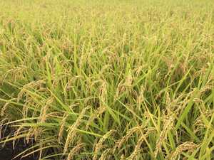 【送料込み】【農家直送】令和5年10月収穫コシヒカリ玄米、正味約23.6kg弱です　