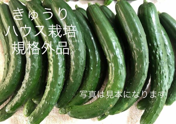 きゅうり 規格外品 約2キロ