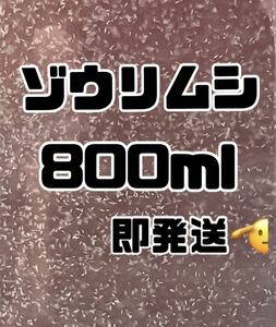 【ゾウリムシ大容量】800ml送料無料めだか金魚etc.