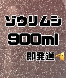 【ゾウリムシ大容量】900ml送料無料めだか金魚etc. 