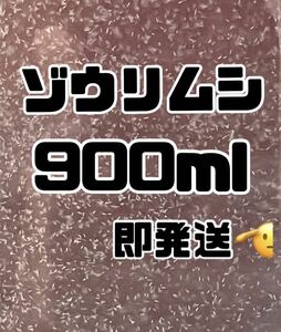 【ゾウリムシ大容量】900ml送料無料めだか金魚etc.