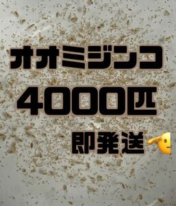 【オオミジンコ4000匹程　大小ミックス】送料無料めだか金魚etc.