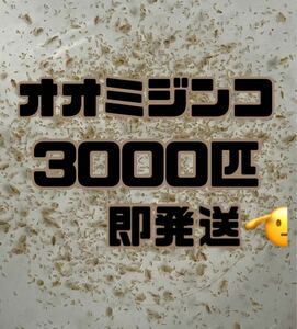 【オオミジンコ3000匹程　大小ミックス】送料無料めだか金魚etc. 