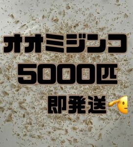 【オオミジンコ5000匹程　大小ミックス】送料無料めだか金魚etc.