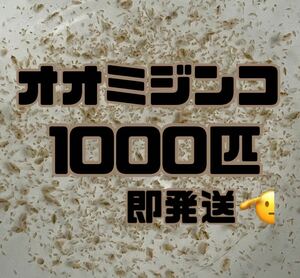 【オオミジンコ1000匹程　稚ミジンコ】送料無料めだか金魚etc.