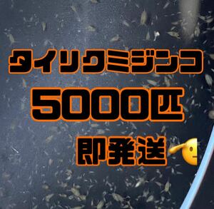 【タイリクミジンコ5000匹程　稚ミジンコ】送料無料めだか金魚etc.