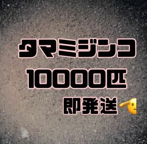 【タマミジンコ10000匹程】送料無料めだか金魚etc.