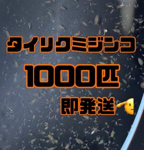 【タイリクミジンコ1000匹程　稚ミジンコ】送料無料めだか金魚etc.