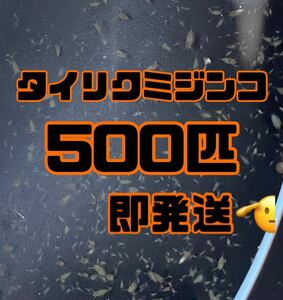 【タイリクミジンコ500匹程　稚ミジンコ】送料無料めだか金魚etc.