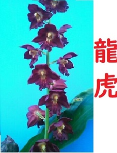 80Kえびね蘭　５０８　龍虎　山野草エビネラン