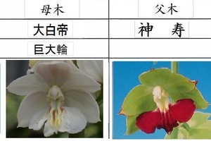 80えびね欄　５３４　大白帝×神寿　3芽同一株　来春以降初花見込苗　未開花交配苗　山野草エビネラン