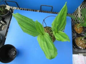 80えびね欄　５３８　札落ち品　3芽同一株　来春以降初花見込苗　未開花交配苗　山野草エビネラン