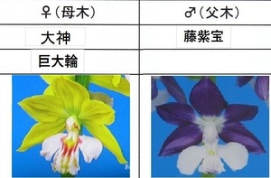 80えびね欄　４６　大神×藤紫宝　２本同一株　来春以降初花見込苗　未開花交配苗　山野草エビネラン