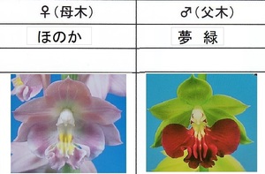 80Kえびね欄　５０　ほのか×夢緑　W芽　来春以降初花見込苗　未開花交配苗　山野草エビネラン