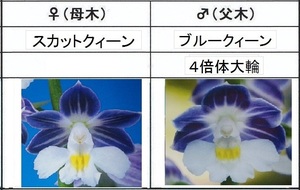 80Kえびね欄　５６７　スカットクィーン×ブルークィーン　2作以降初花見込苗　未開花交配苗　山野草エビネラン