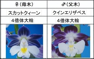 80えびね欄　５　スカットクィーン×クリーンエリザベス　来春以降初花見込苗　未開花交配苗　山野草エビネラン