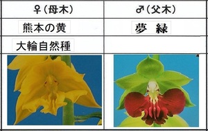 80Kえびね欄　５２０　熊本の黄×夢緑　W芽　来春以降初花見込苗　未開花交配苗　山野草エビネラン