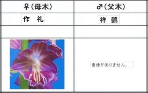 80Kえびね欄　５２６　作礼×祥鶴　来春以降初花見込苗　未開花交配苗　山野草エビネラン