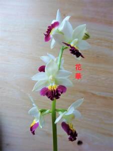 80k... орхидея 41 цветок . луговые и горные травы креветка ne Ran 