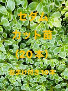 セダム 　カット苗（5~6cm）20本　おまけ付き10本　　　　　　