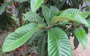  loquat. leaf ( raw )50 sheets tea for 