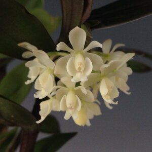 即決 洋蘭 原種 デンドロ TA11130 TB18-14 Epidendrum hugomedinae x self