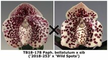 即決 洋蘭 原種 パフィオ TA11110 TB18-178 Paph. bellatulum x sib ('2018-253' x 'Wild Spots')_画像1