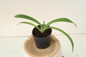 洋蘭 原種 パフィオ TA11138 OIT0028 Paph. henryanum fma. album 'Albino Beauty' x self