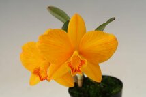 洋蘭 原種 カトレア TA11141 TB19-26 Cattleya Kathrin Rollke (coccinea 'Dark Red' x neokautskyi 'Sunset Glow')_画像2