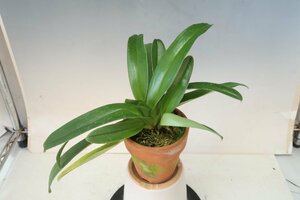 GWスペシャル半額再出品！ 即決 洋蘭 パフィオ TA10963 TB17-48 Paph. (Red Gem 'Stardom' x Hamana Teles 'Mizutani No.1' SM/JOGA)