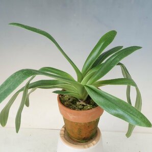 GWスペシャル半額再出品！即決 洋蘭 パフィオ TA10960 TB17-141 Paph. Snow Castle (Emerald Lake '2013-57' x Ice Castle 'White Gem')の画像1